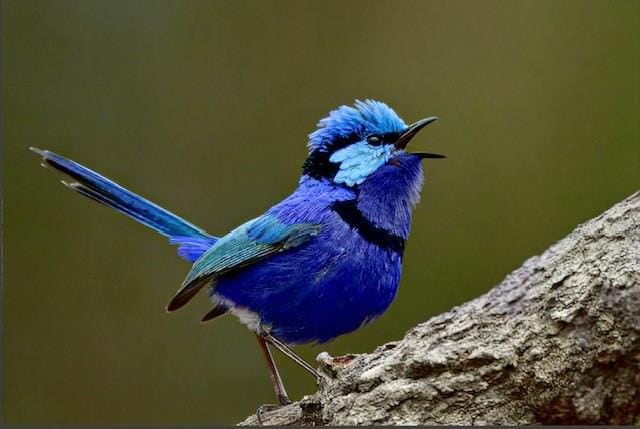 One of the many beautiful local birds