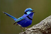 One of the many beautiful local birds