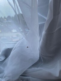 Motten aus dem Bad im ganzen Zimmer