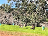 Kangaroos out the front when arrived