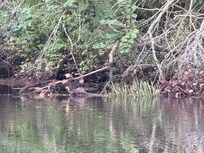 Otter