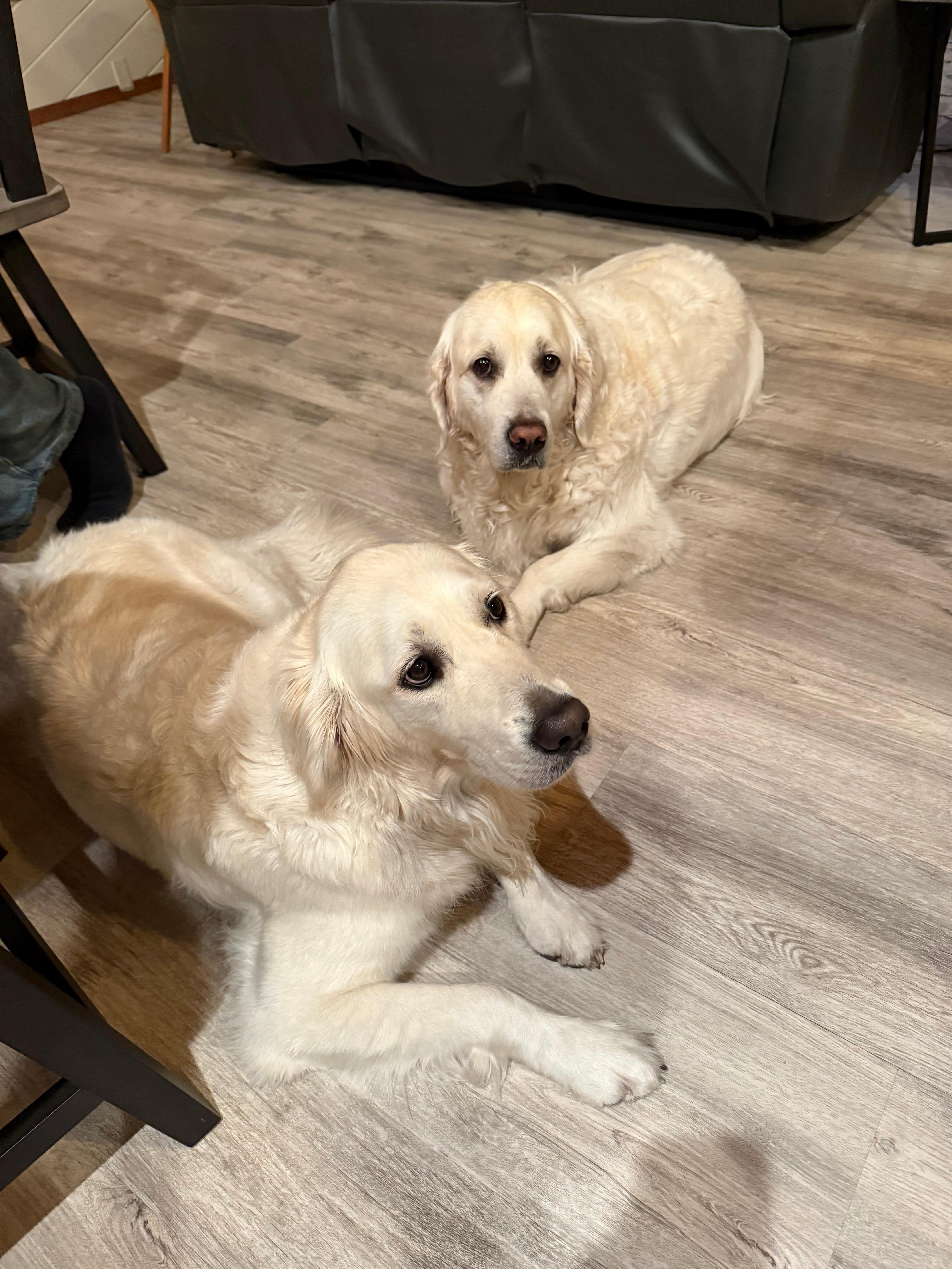 Tucker and Ollie relaxing after a long walk. 
