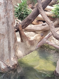Animal kingdom
