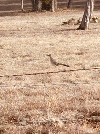 Roadrunner on a walk