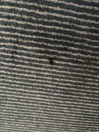Bug