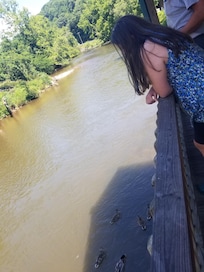 Feeding ducks of the balcony