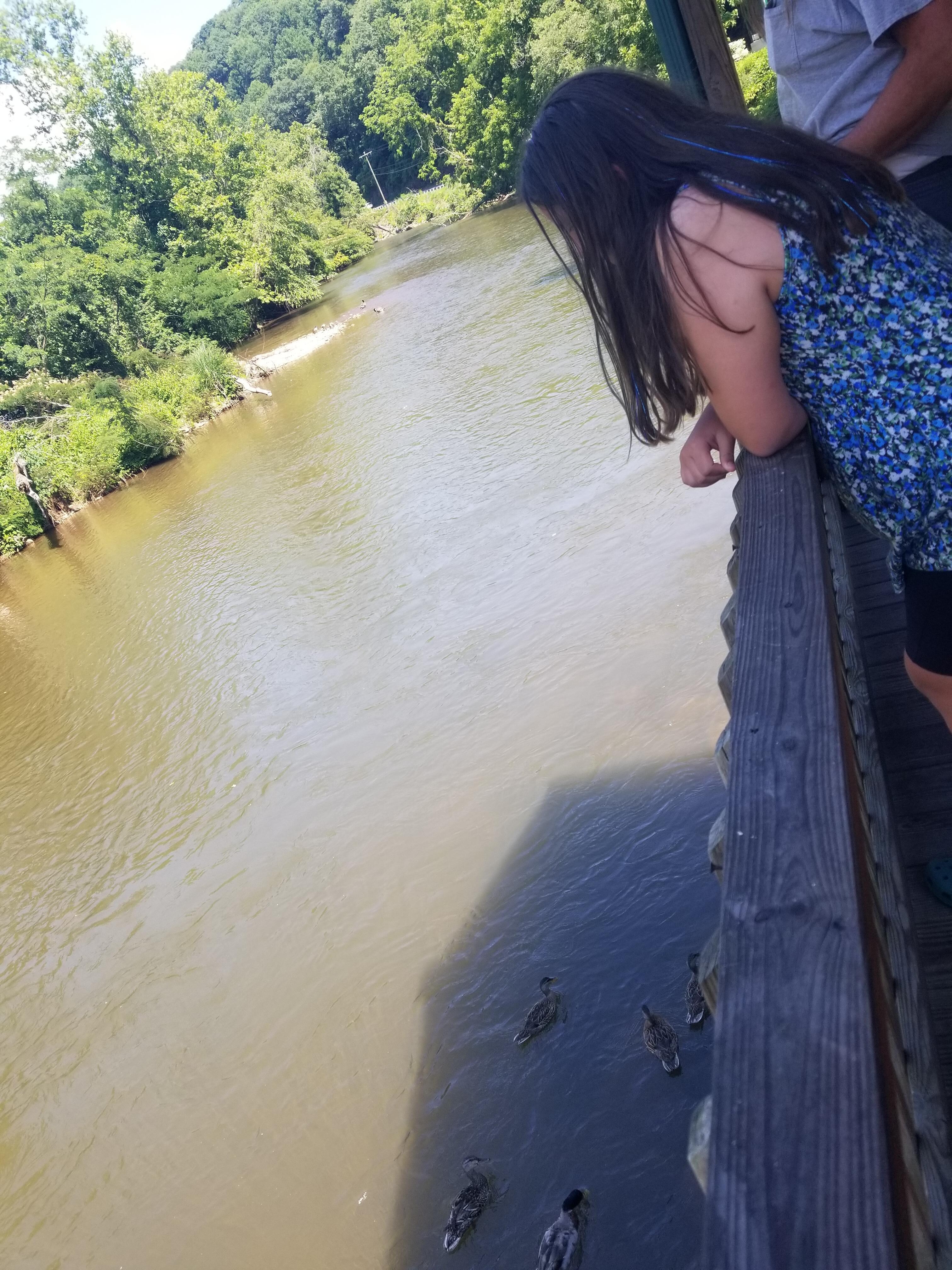 Feeding ducks of the balcony