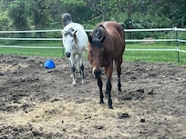 Horses nearest camper