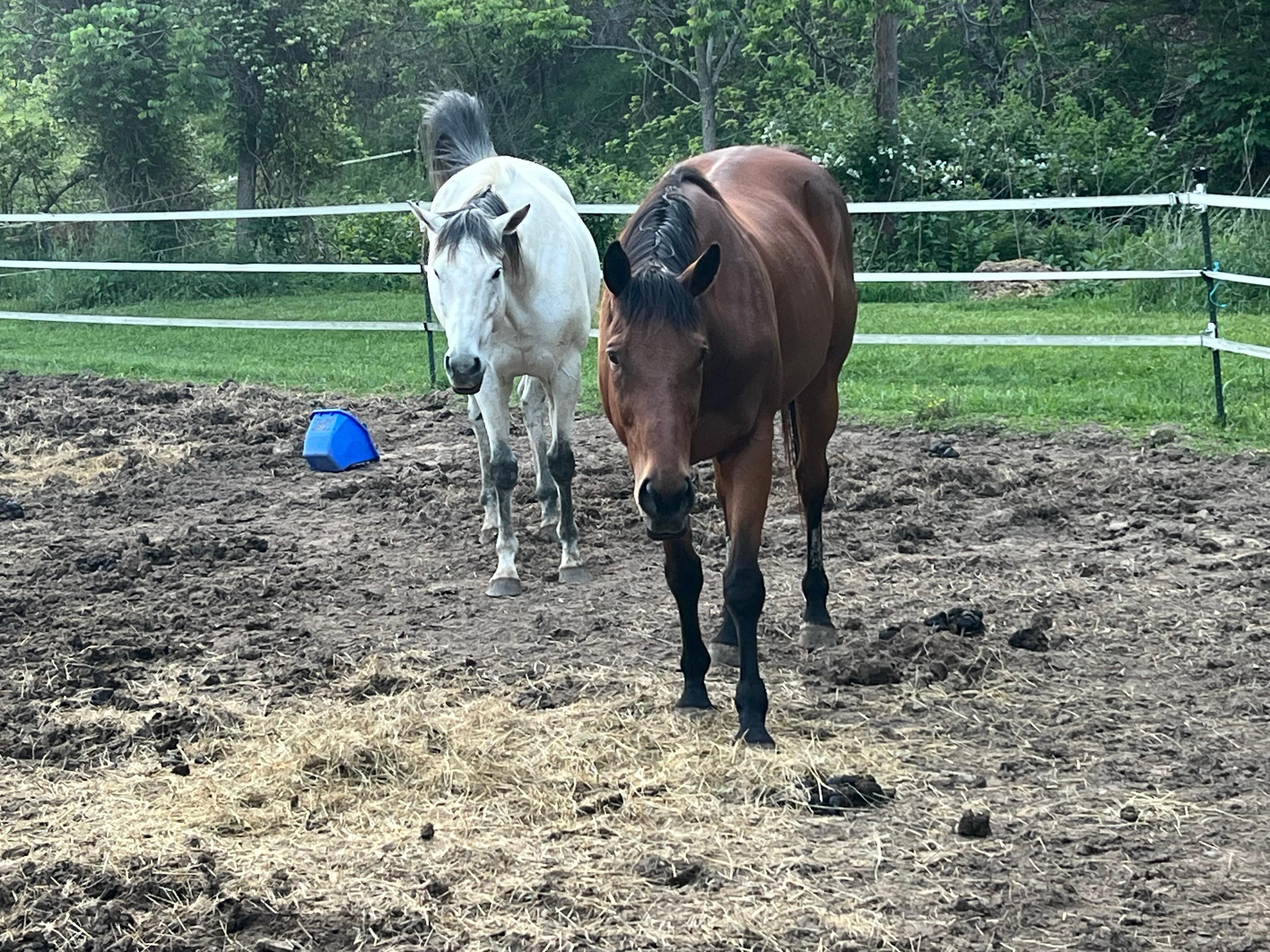Horses nearest camper