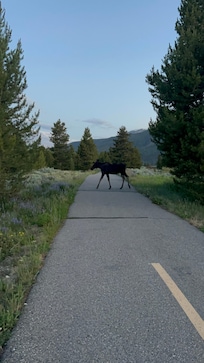 Saw a moose on our evening walk on property grounds!