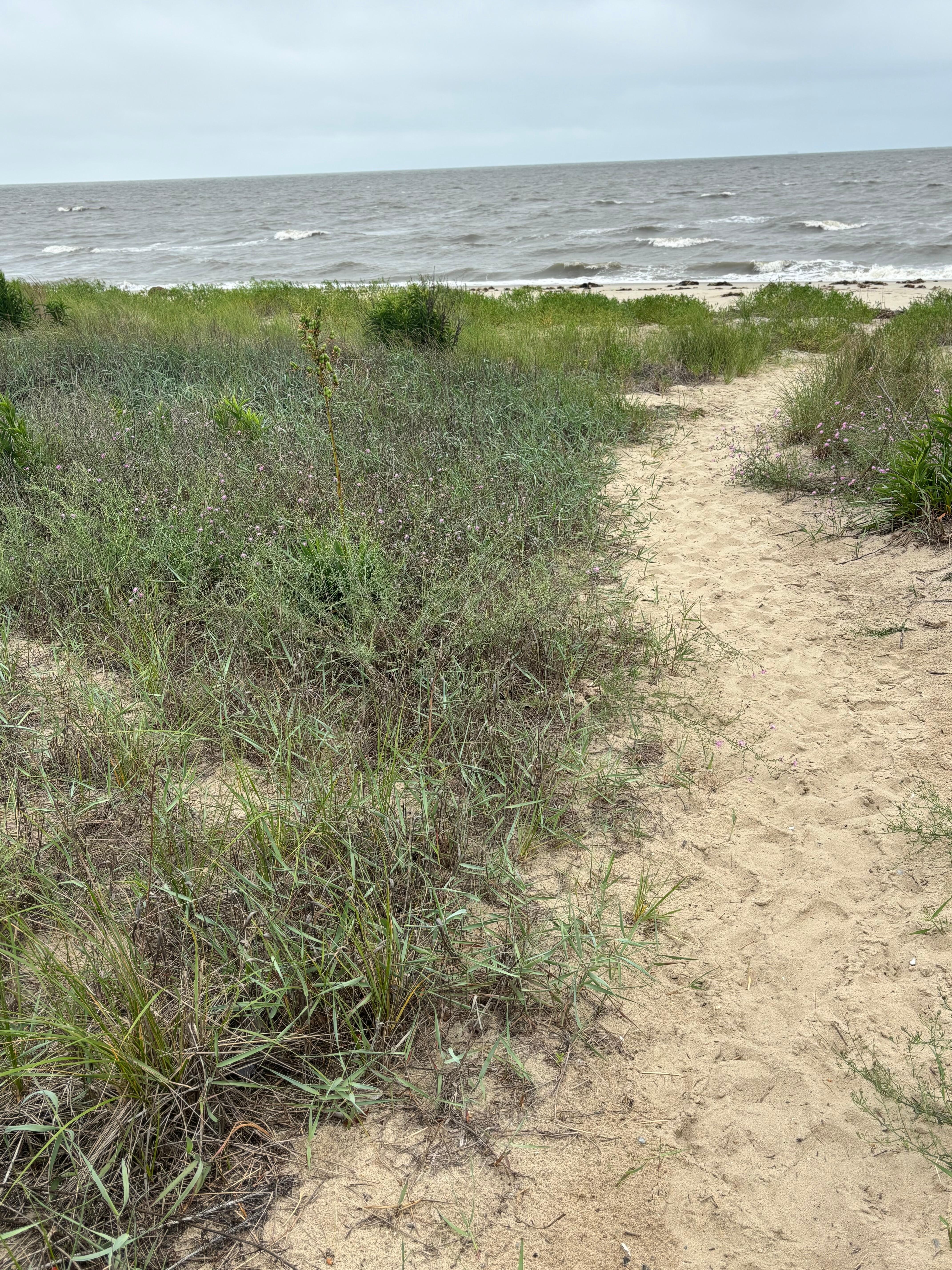 Path to beach