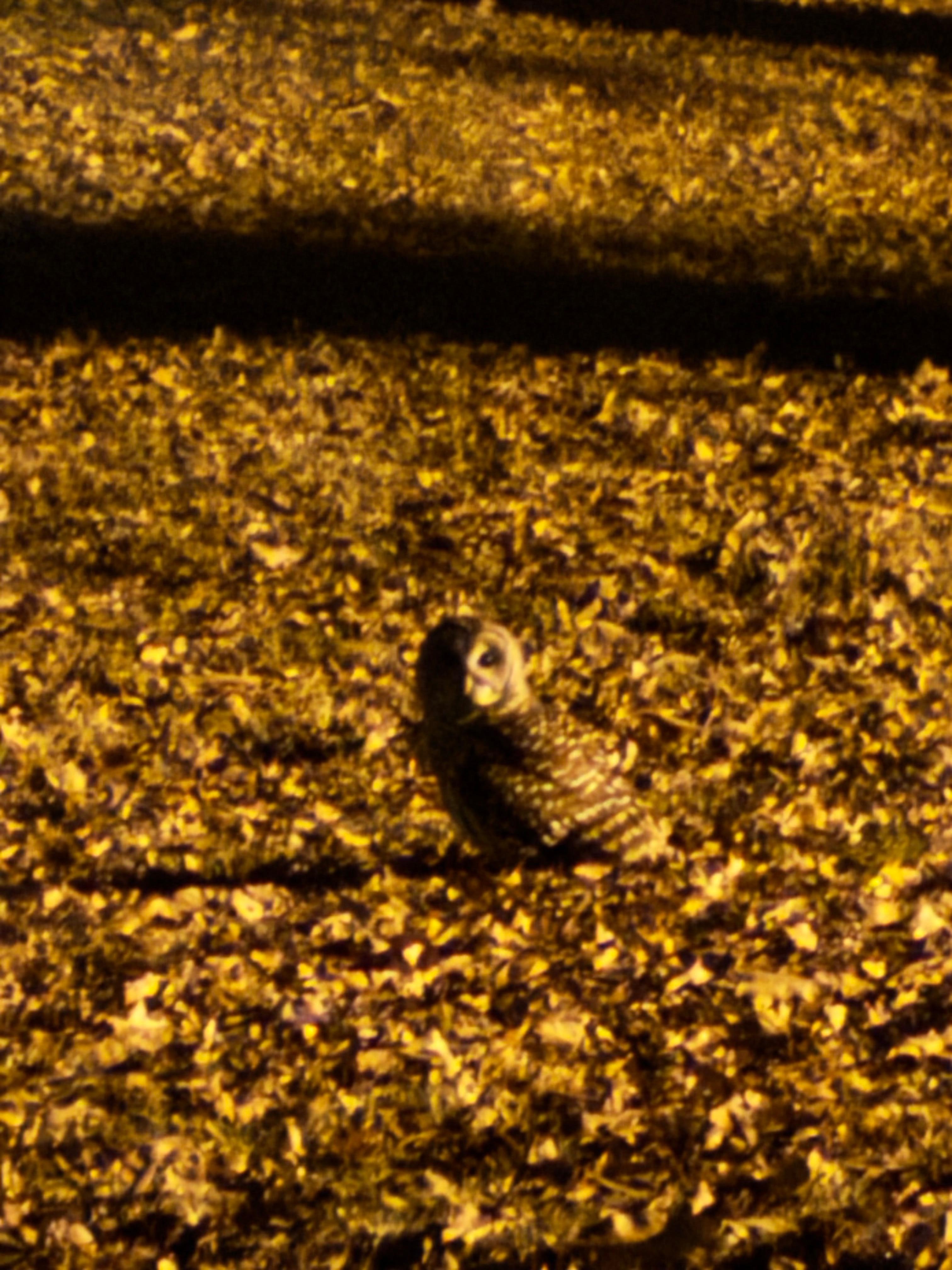 An owl flying around and hunting our first night.