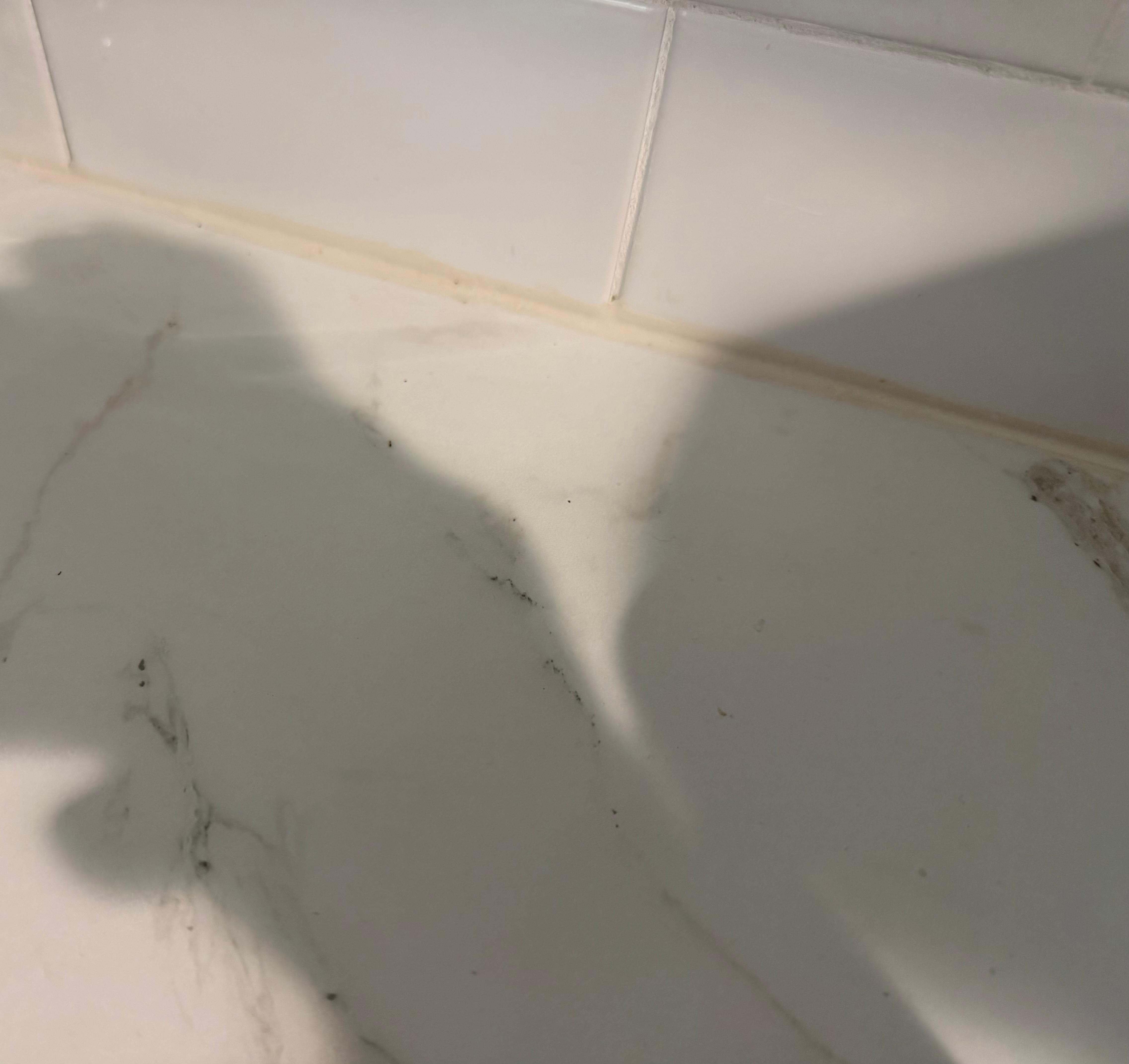 There were different kinds of ants. Some a lighter color and tiny. Hard to photograph.