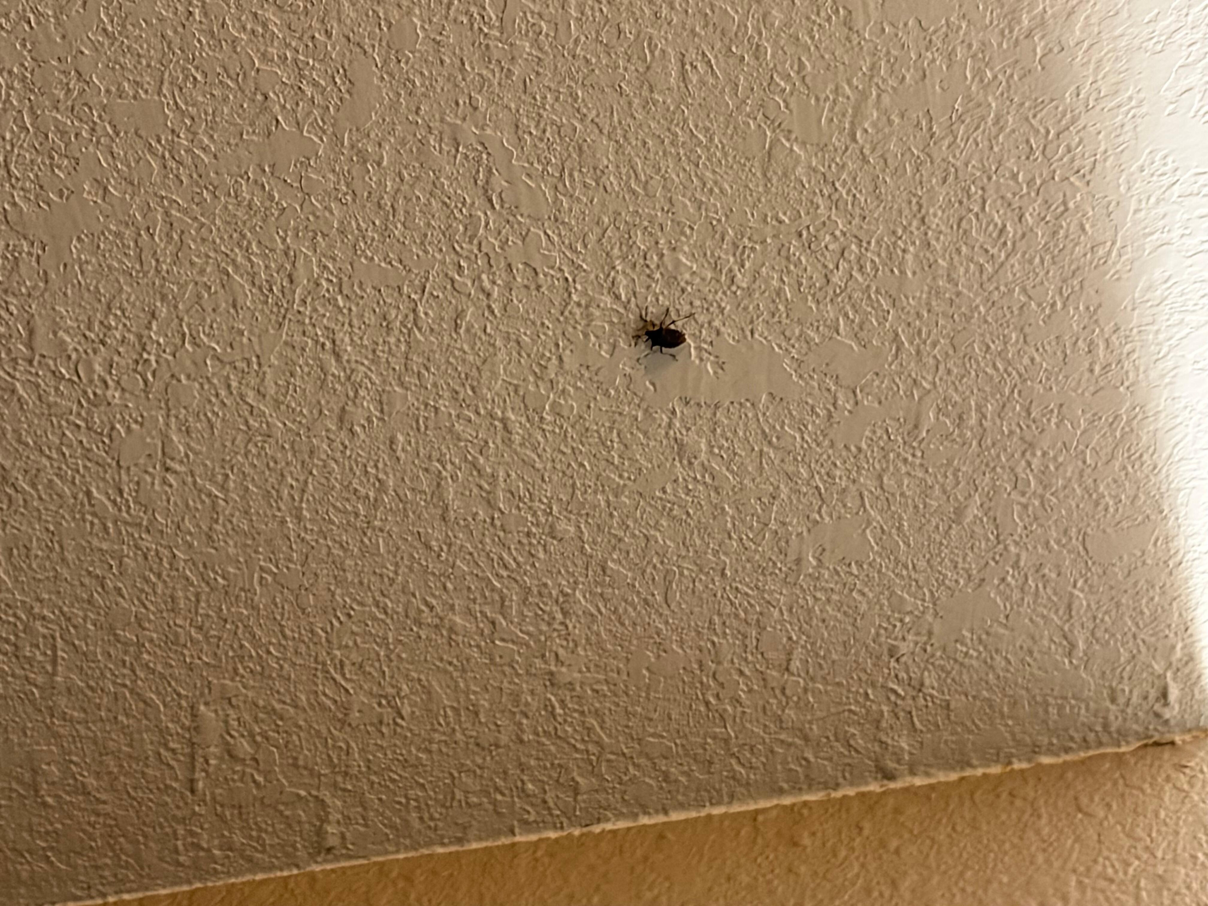 Bugs found just walking into room without inspection. 