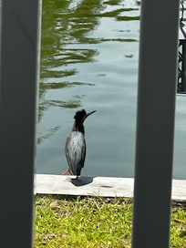 The green heron was a frequent visitor