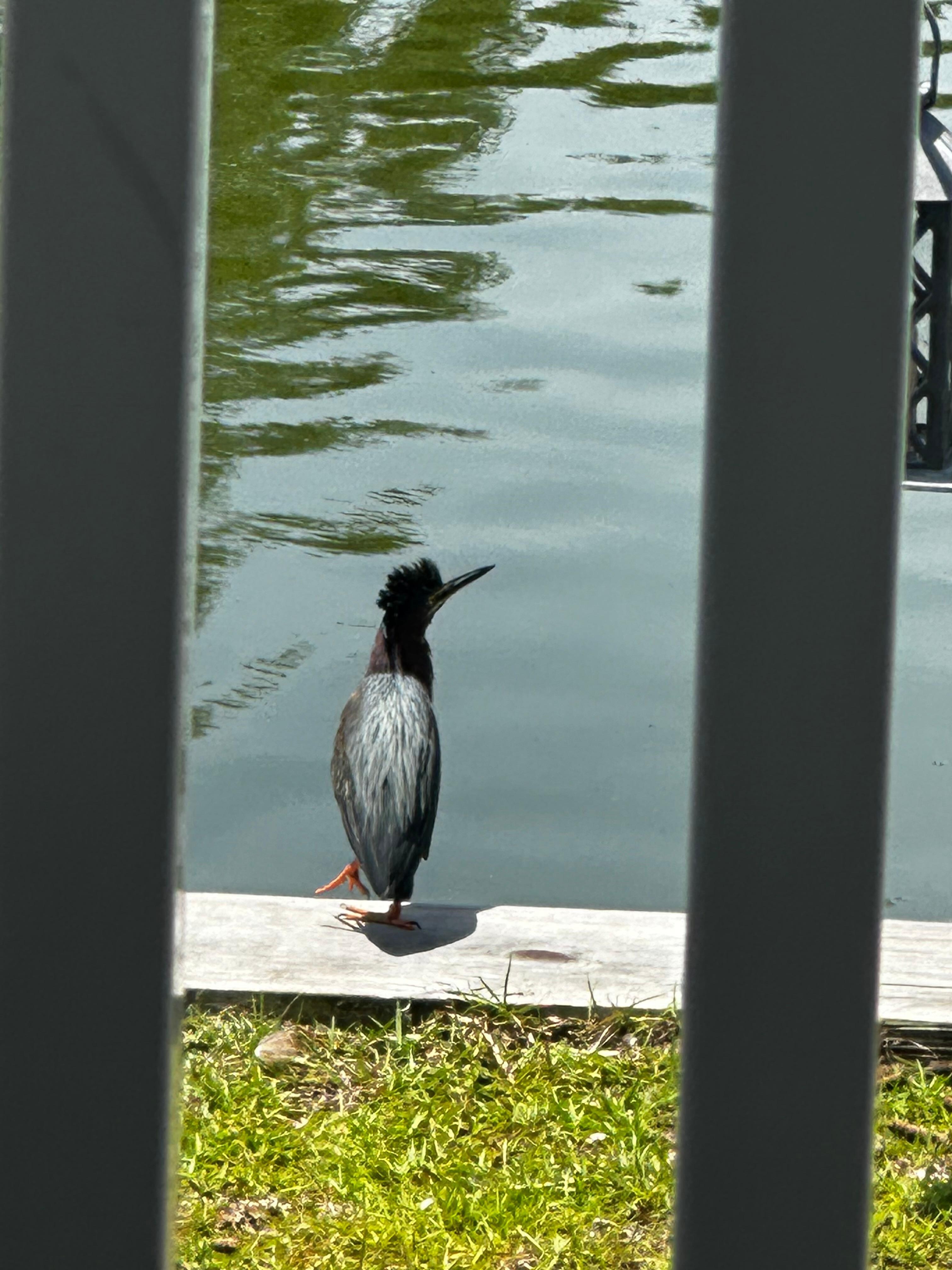 The green heron was a frequent visitor