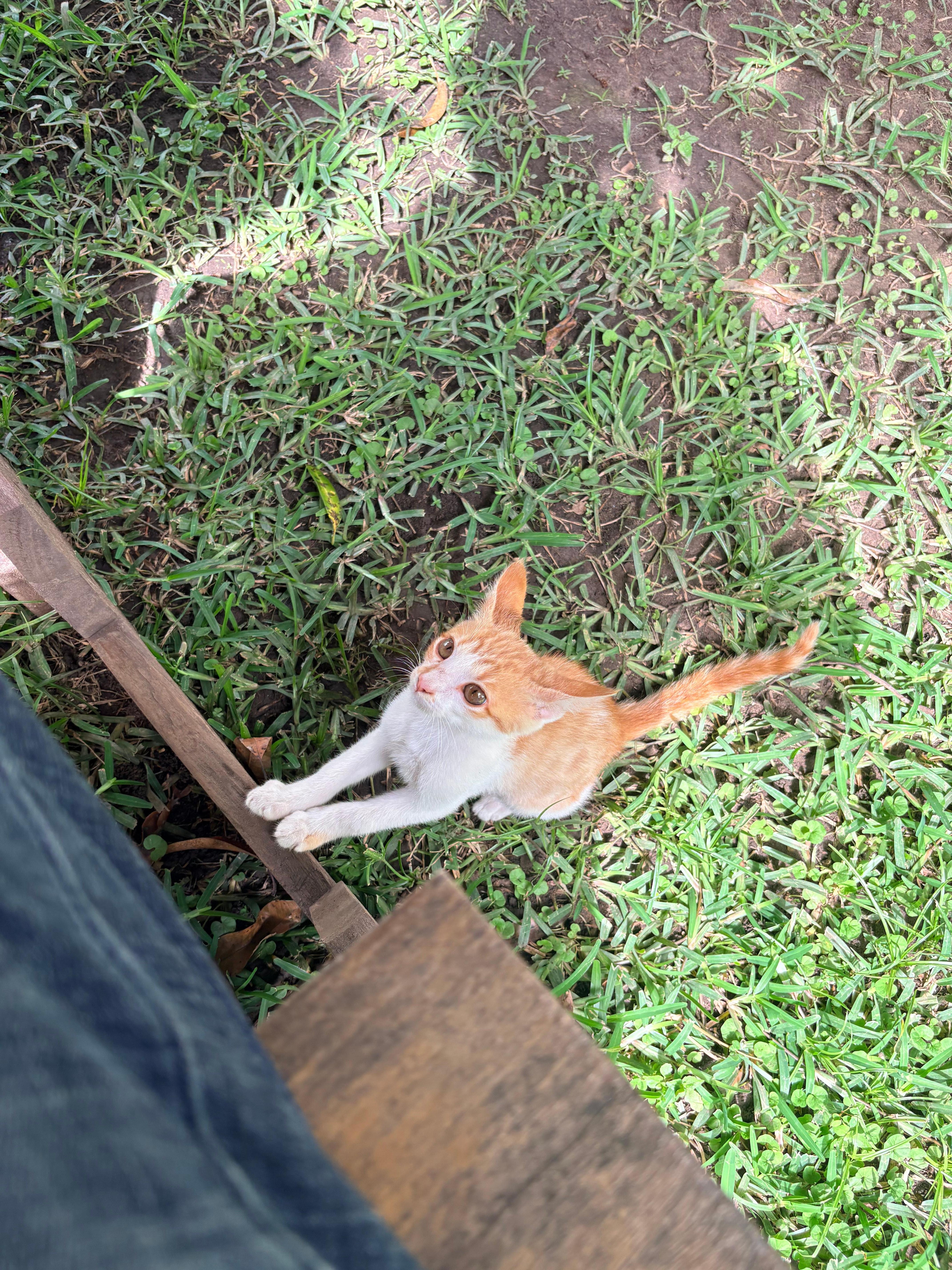 Cat was roaming around and very friendly little kitten 