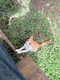 Cat was roaming around and very friendly little kitten