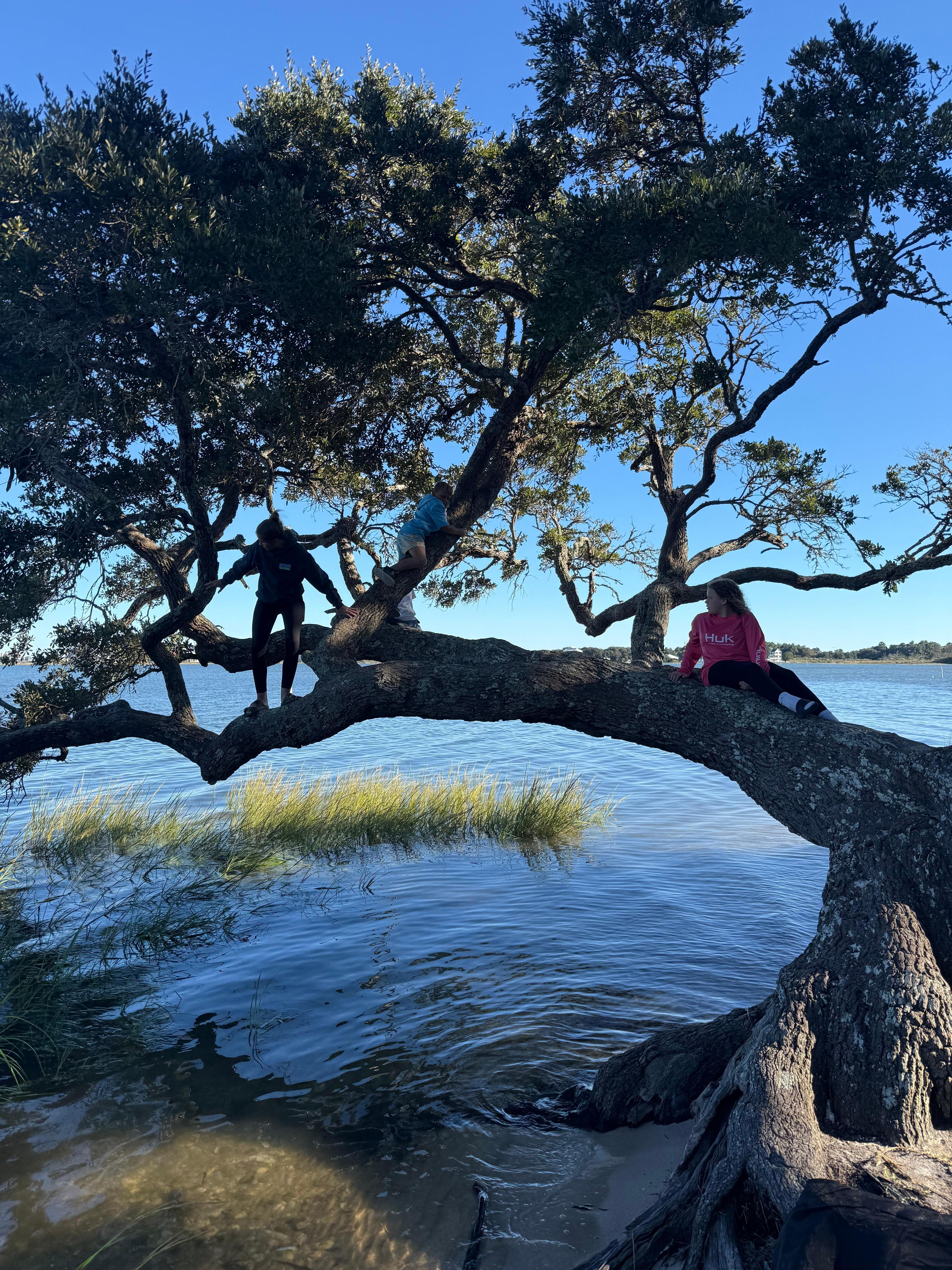 Tree photos, before we found out that the tree was famous!