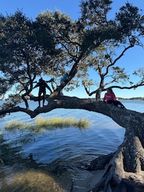 Tree photos, before we found out that the tree was famous!