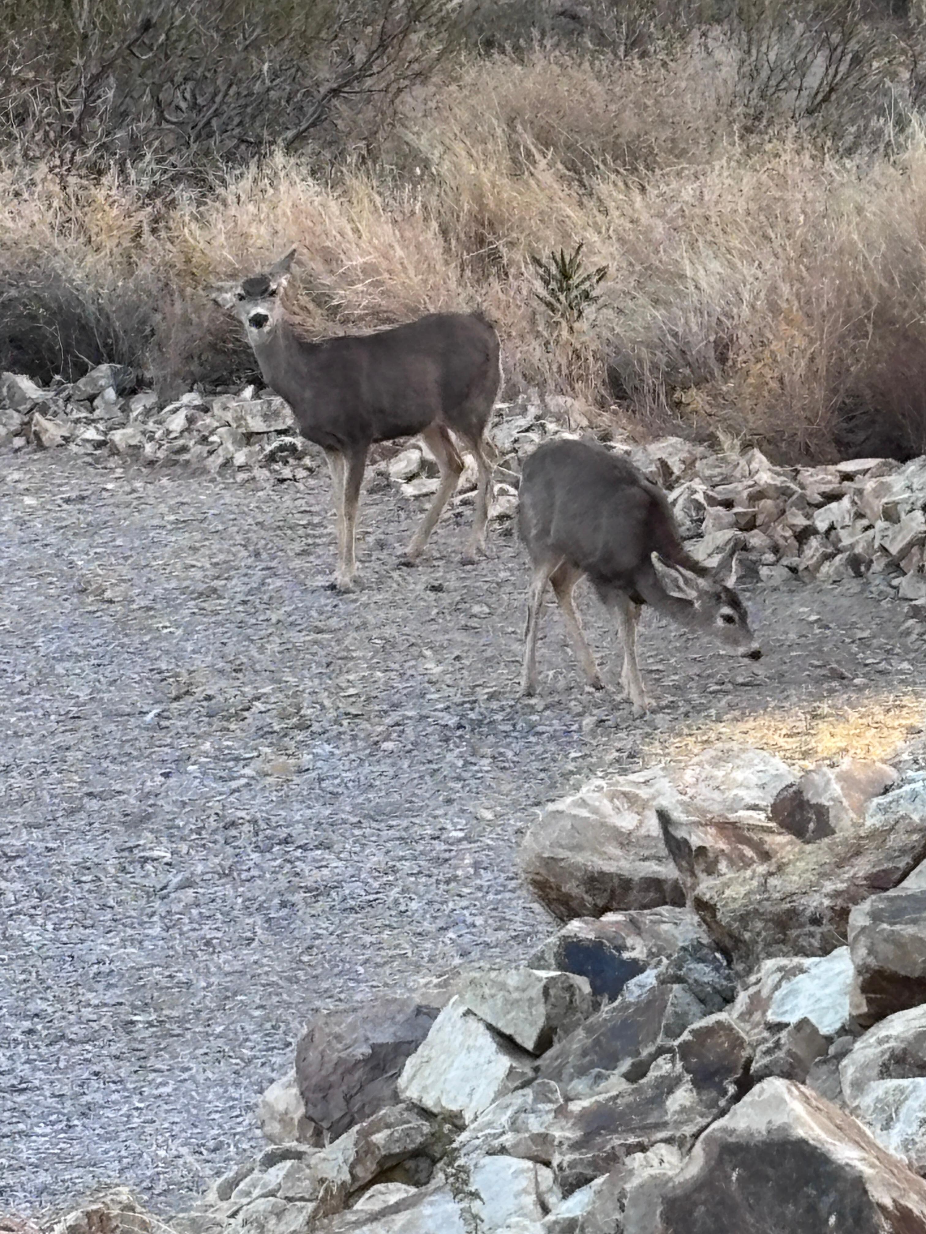 Deer! We also saw javelina in the same spot on the edge of the property. A highlight for everyone!
