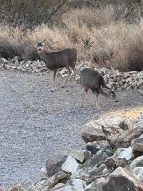 Deer! We also saw javelina in the same spot on the edge of the property. A highlight for everyone!