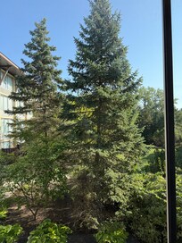 We had a couple of pines outside the window of our room