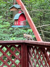 Squirrel
