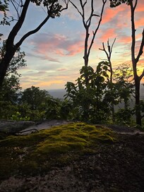 Gorgeous moss with sunset in background