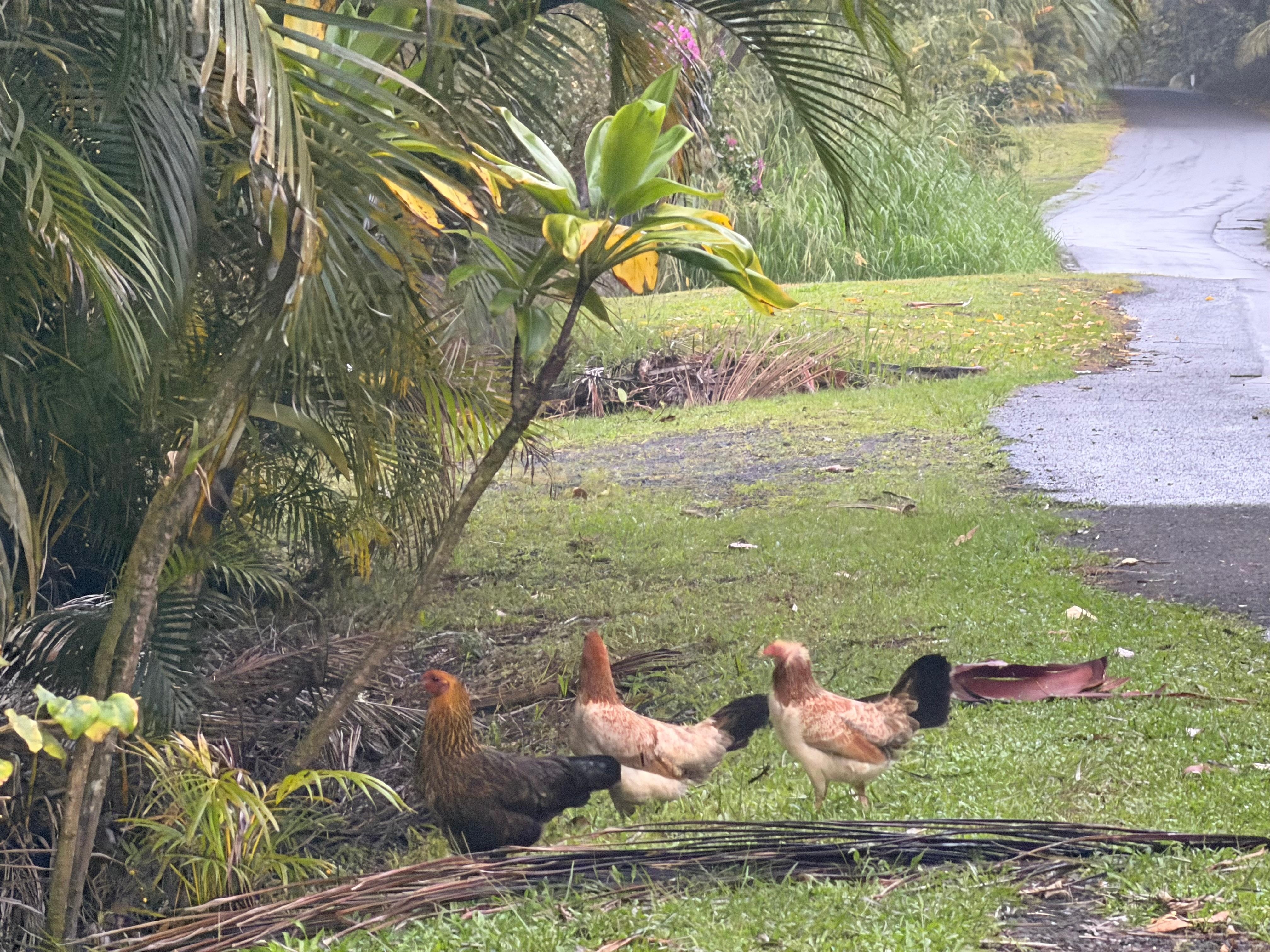 Lots of hens/chickens/roosters in the area and some come inside the driveway. 