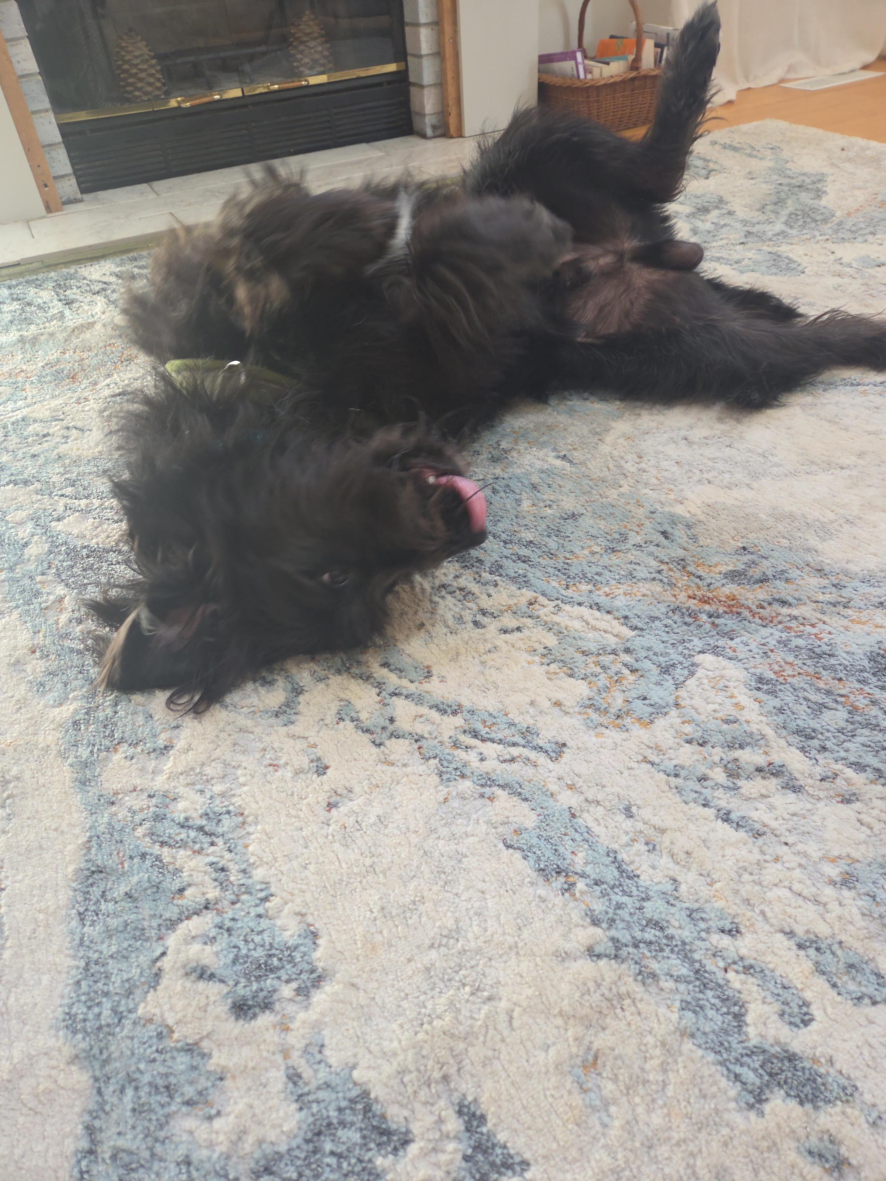 Sully relaxing after his walk