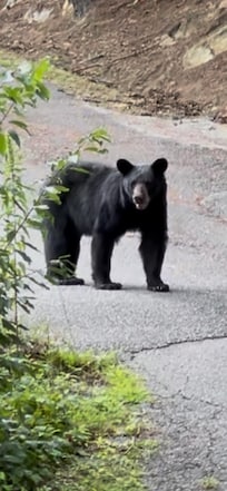 The bear in the driveway