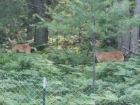 Enjoyed watching the wild life!