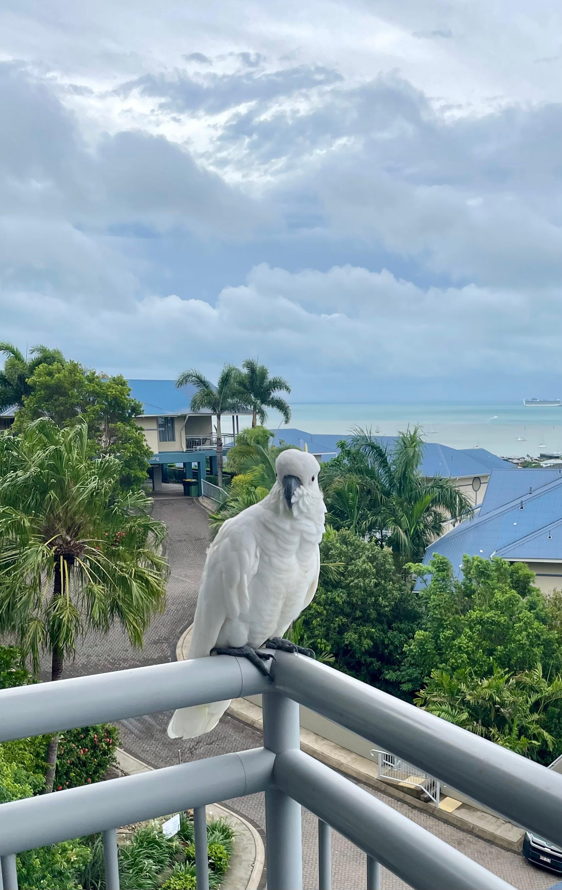 Visit from a cockatoo on our balcony