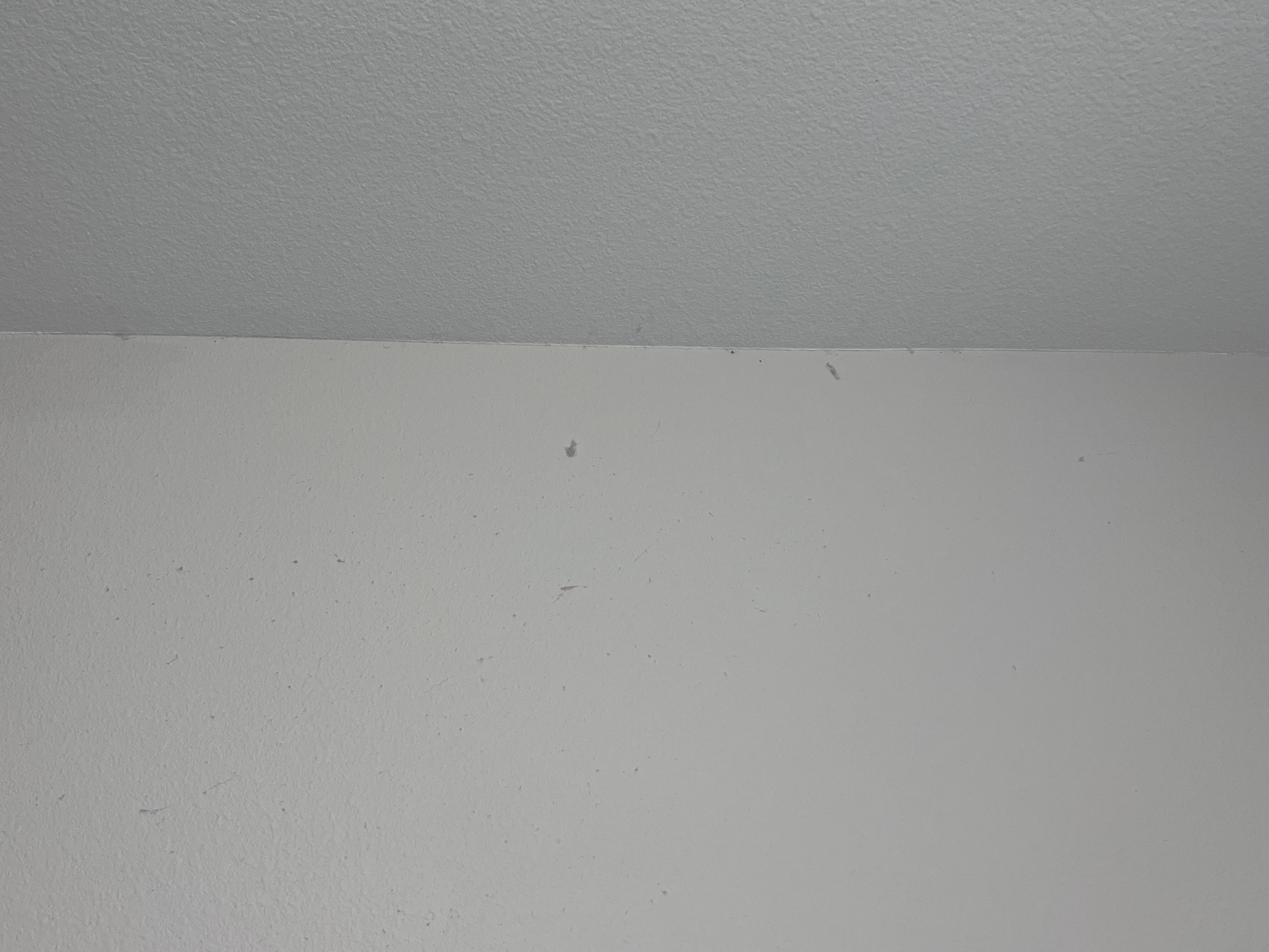 Dust bunnies in the walk