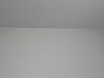 Dust bunnies in the walk