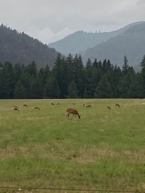 LOTS of deer!