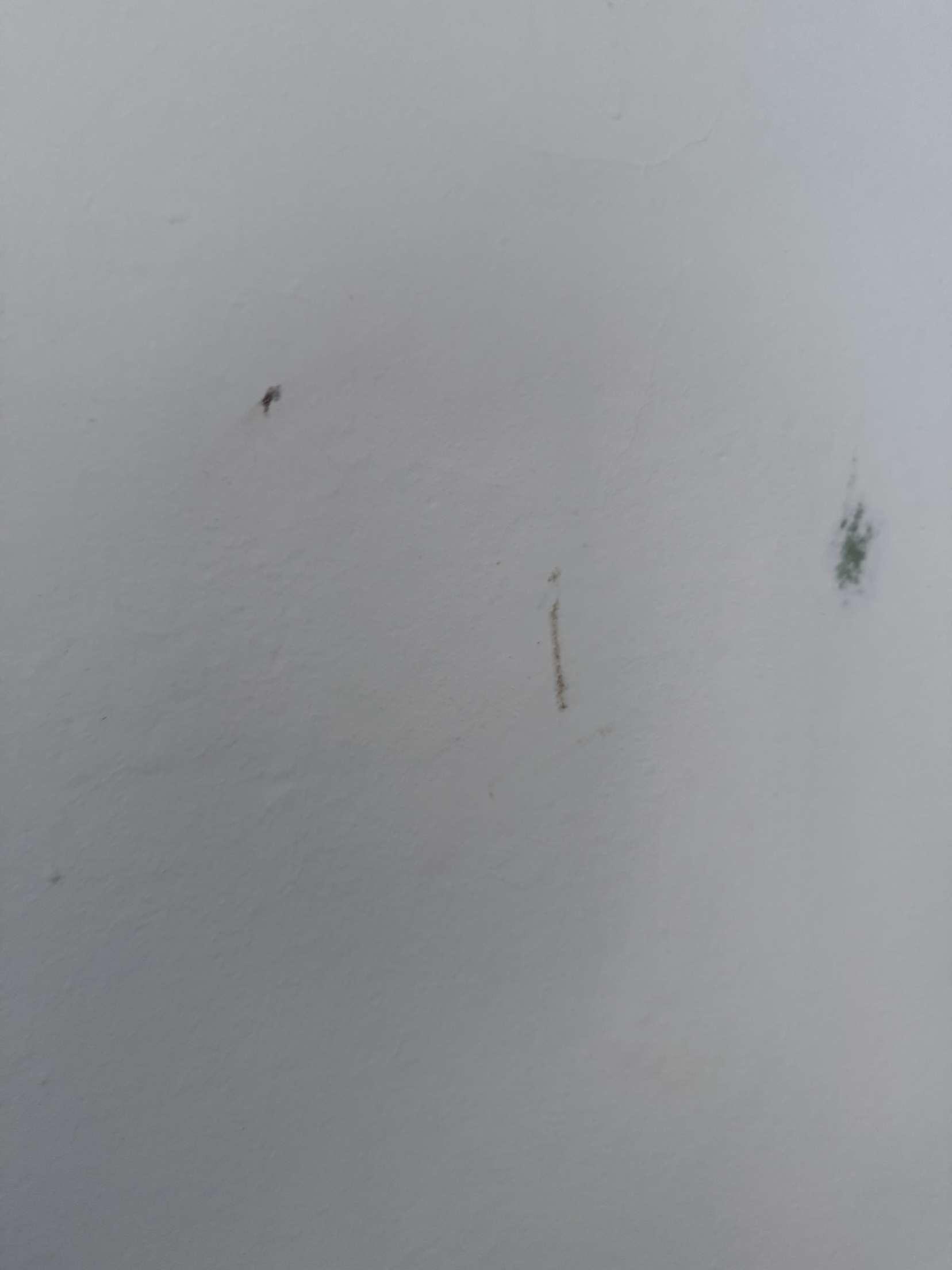 Bugs