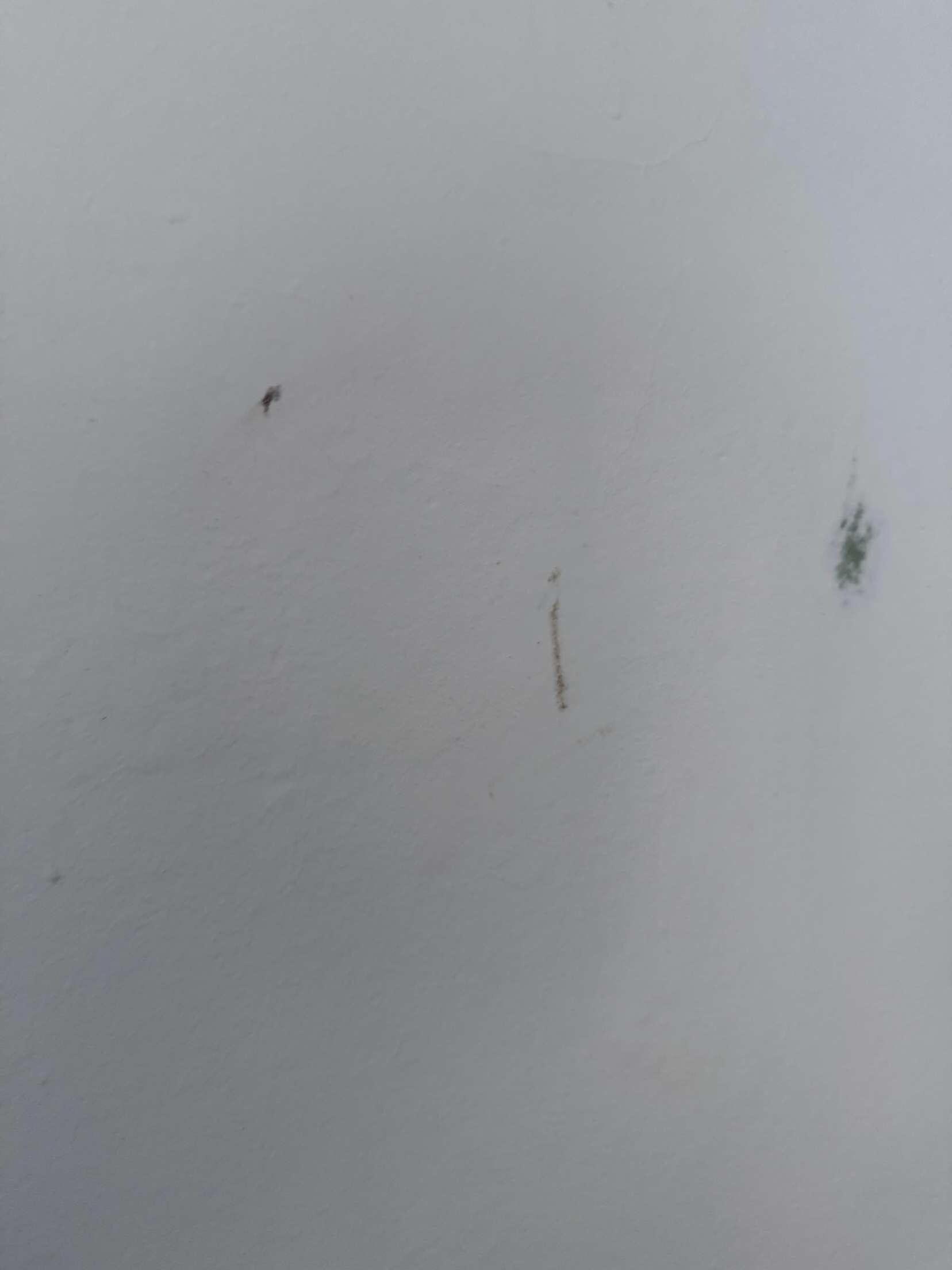 Bugs