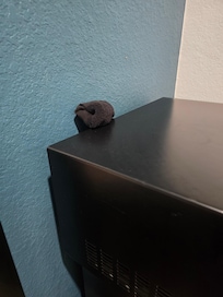Sock found behind the fridge that did not belong to us