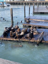 Sea lions at Pier 39.