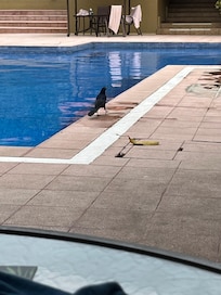 Pool area and trees are around the hotel.