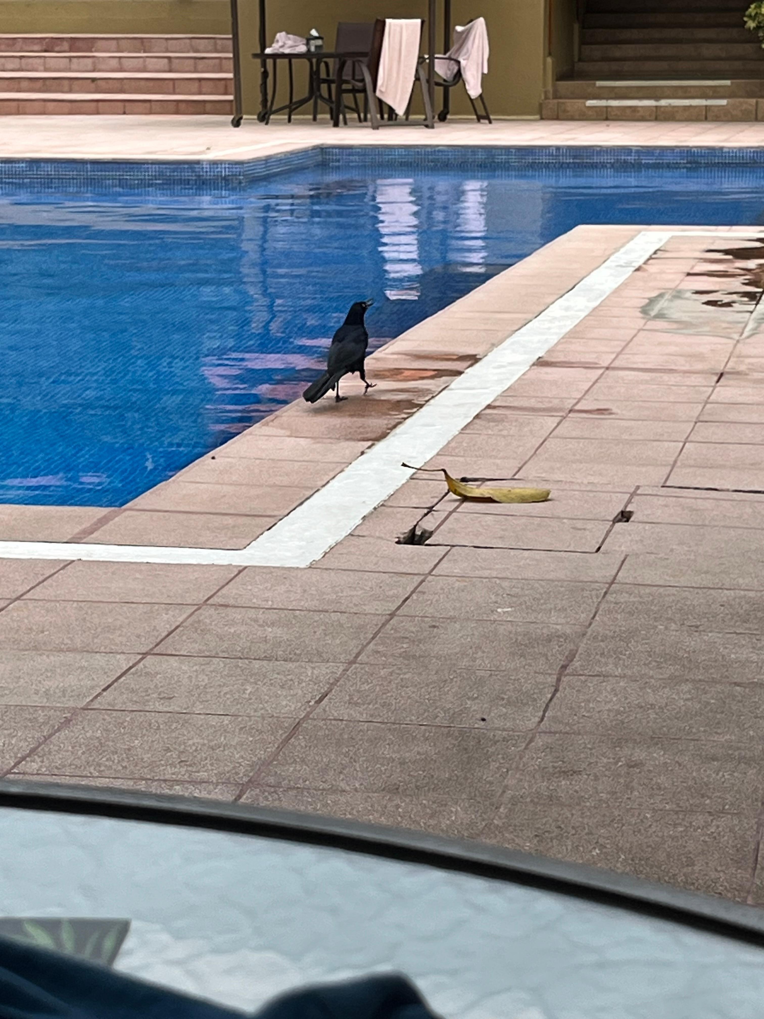 Pool area and trees are around the hotel. 