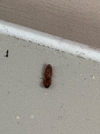 Dead roach in bathroom