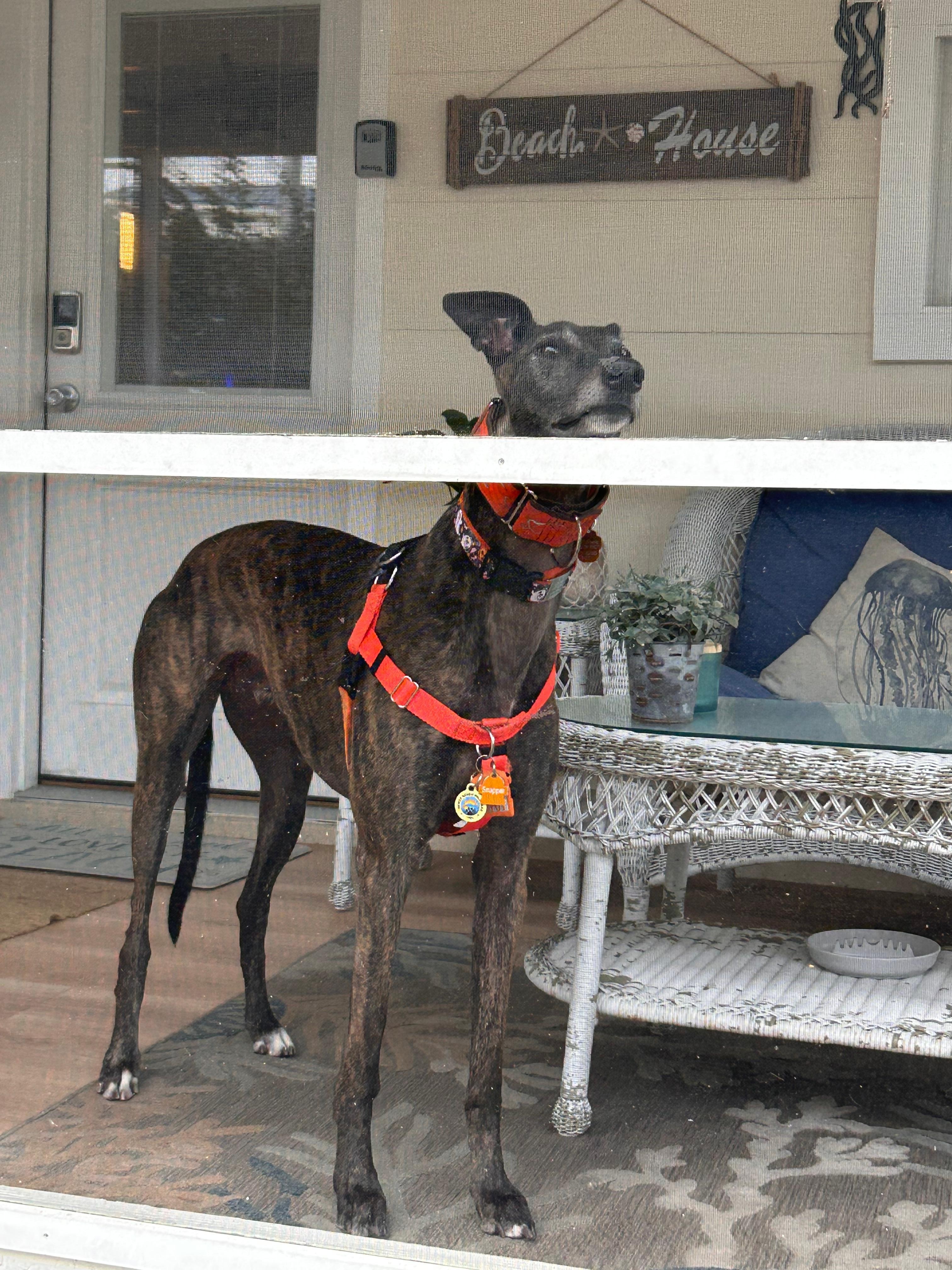 Snap loved the screened in porch!