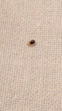 Live Bed bug on bed