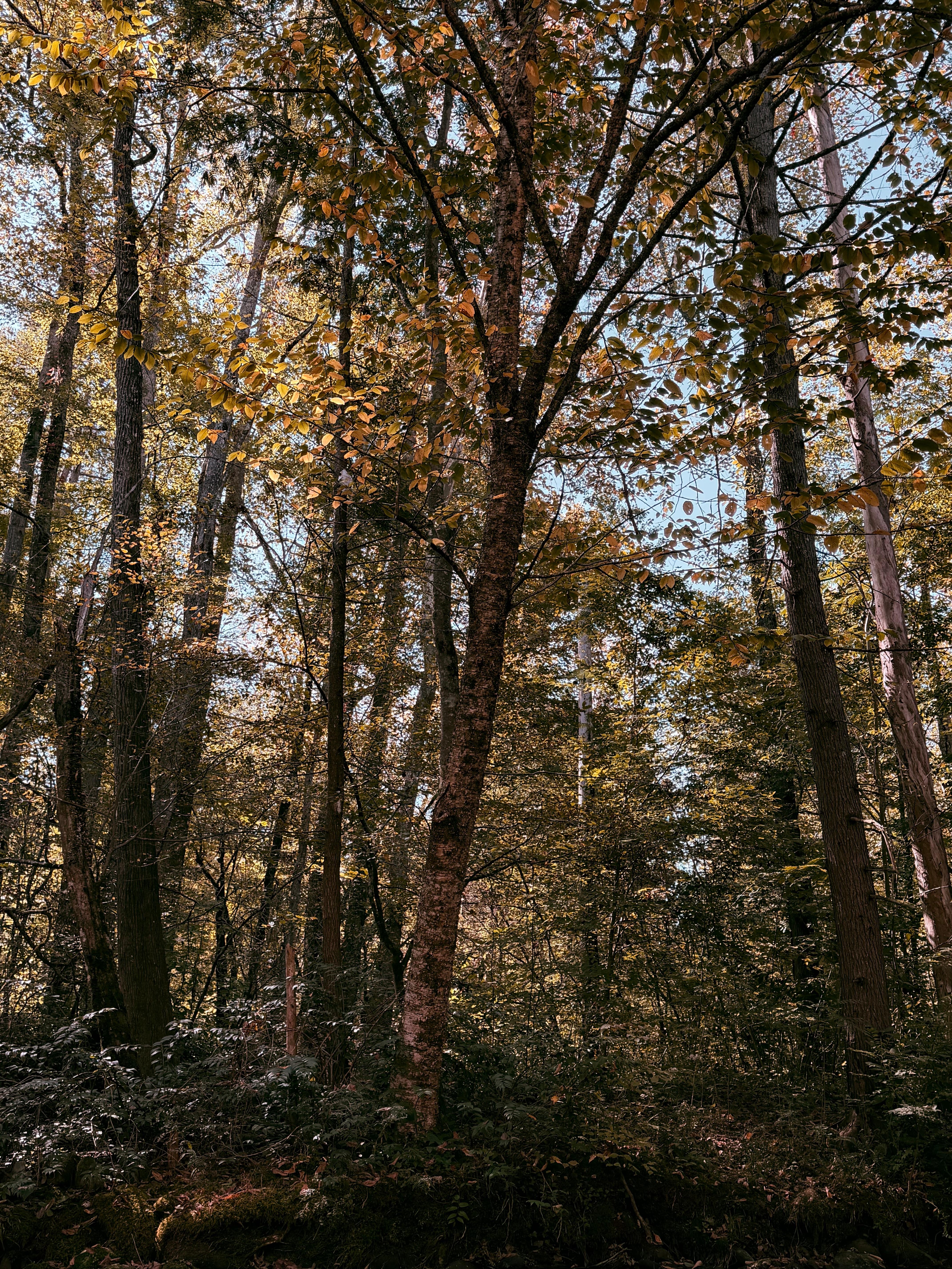 Right outside the balcony. 