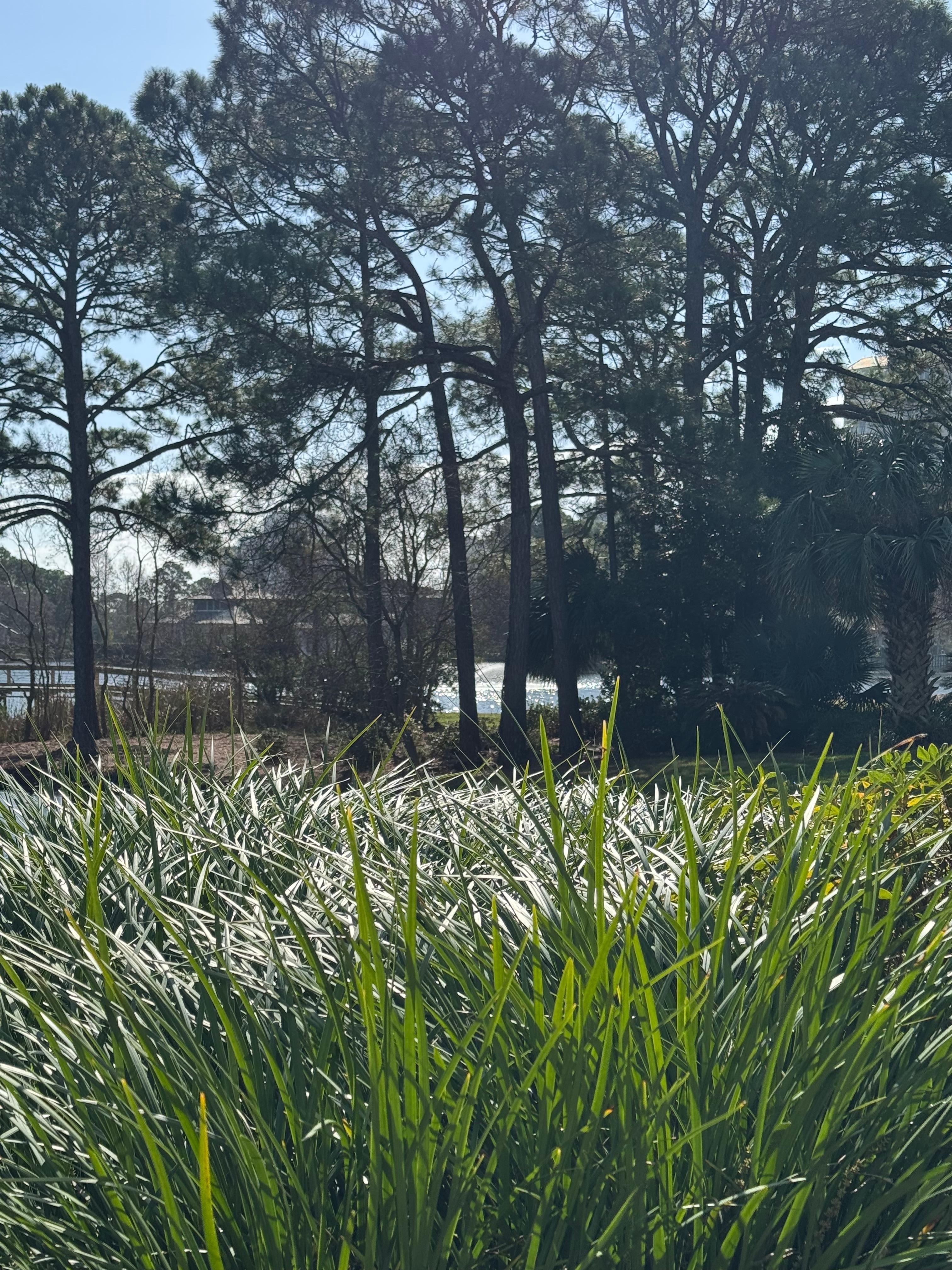 View from back patio 