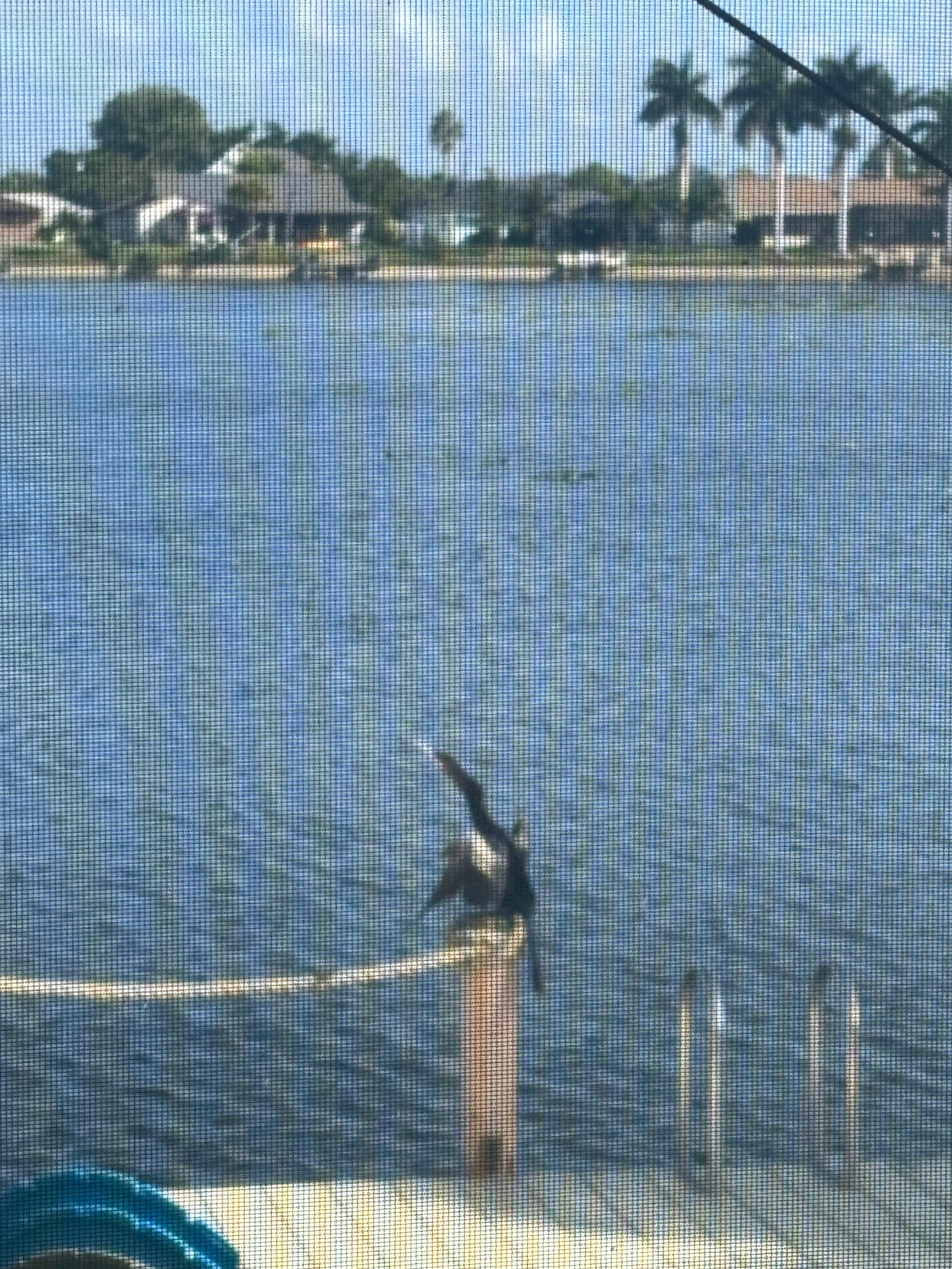 Visitor on a couple days