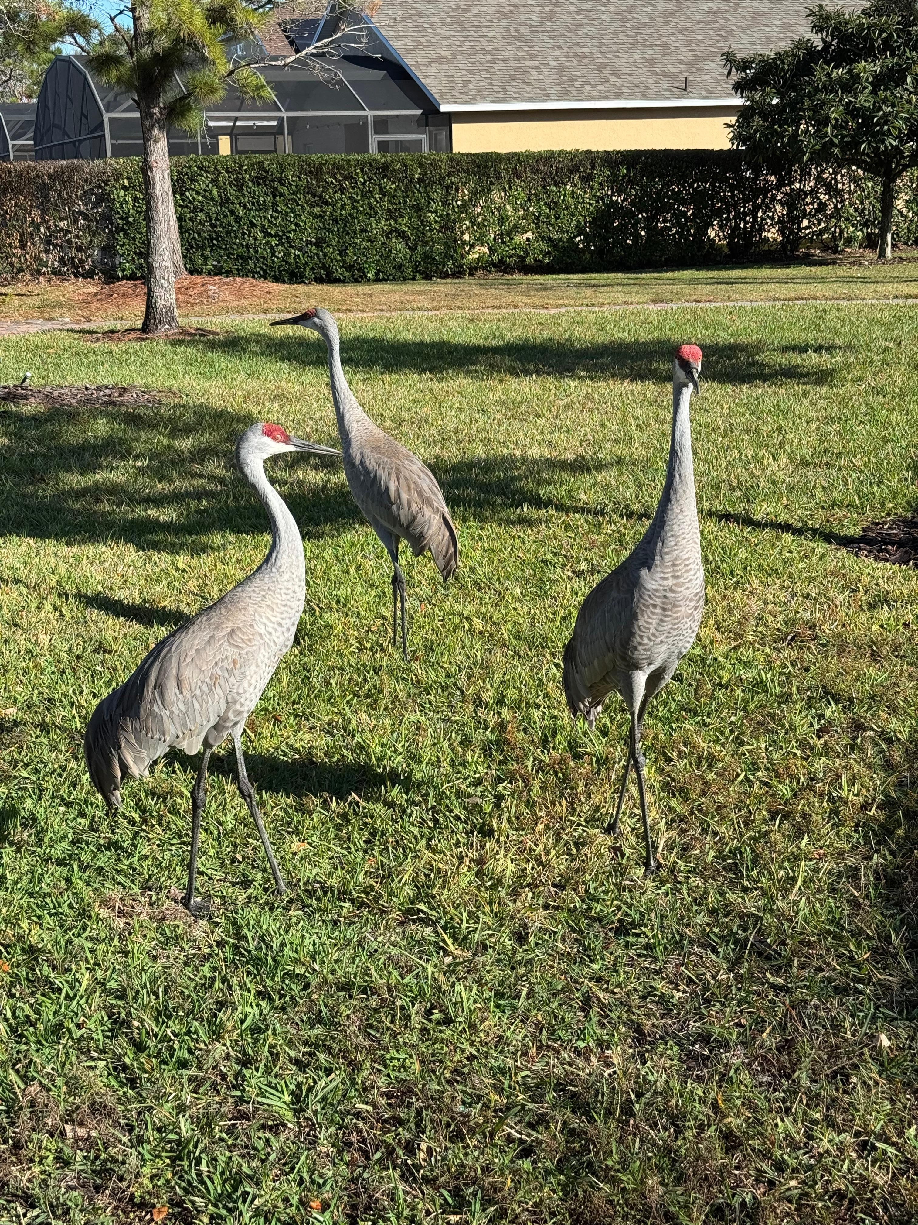We had visitors every morning. 